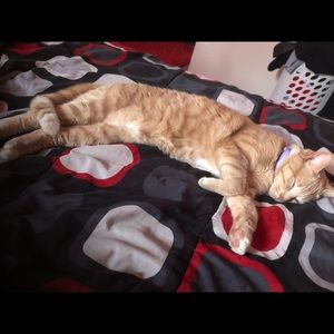 Meet your Posher, William